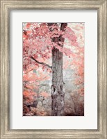 Pink and Coral Maple Tree Fine Art Print