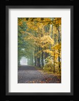 Tunnel Through Misty Forest Fine Art Print
