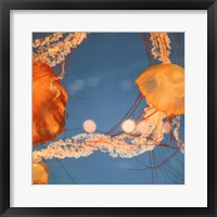 Jelly Fish 1 Fine Art Print