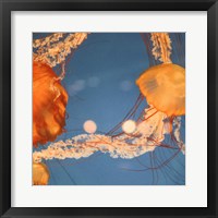 Jelly Fish 1 Fine Art Print