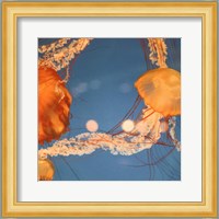 Jelly Fish 1 Fine Art Print