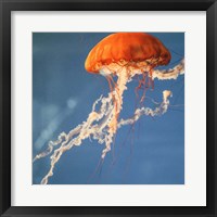 Jelly Fish 2 Fine Art Print