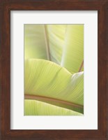 Palm Leaves No. 1 Fine Art Print