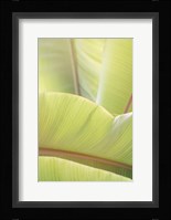 Palm Leaves No. 1 Framed Print