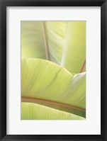 Palm Leaves No. 1 Fine Art Print