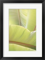 Palm Leaves No. 1 Fine Art Print