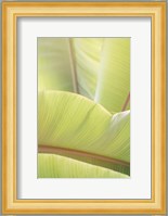 Palm Leaves No. 1 Fine Art Print