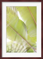 Palm Leaves No. 2 Fine Art Print