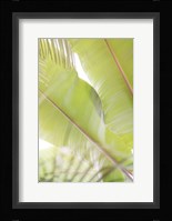 Palm Leaves No. 2 Framed Print