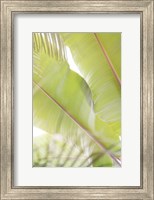 Palm Leaves No. 2 Fine Art Print