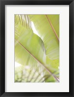 Palm Leaves No. 2 Fine Art Print