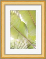 Palm Leaves No. 2 Fine Art Print