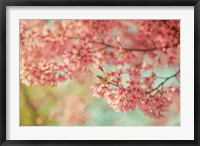 Cheery Cherry Blossoms Fine Art Print