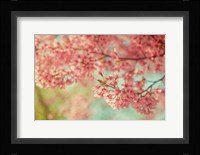 Cheery Cherry Blossoms Fine Art Print