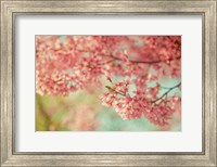 Cheery Cherry Blossoms Fine Art Print