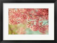 Cheery Cherry Blossoms Fine Art Print