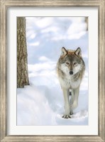Winter Wolf Fine Art Print