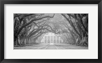 Oak Alley Fog Fine Art Print