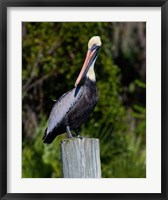 Pelican Watching Fine Art Print