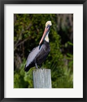 Pelican Watching Fine Art Print