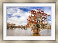 Fall in the Swamp Fine Art Print
