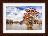 Fall in the Swamp Fine Art Print