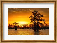 Louisiana Gold Fine Art Print