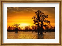 Louisiana Gold Fine Art Print