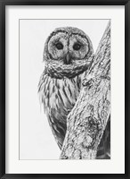 Barred Owl in Contrast Fine Art Print