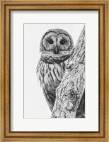 Barred Owl in Contrast Fine Art Print
