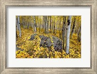 Aspen Carpet Fine Art Print