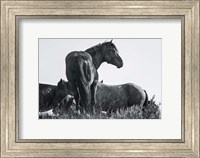 Wild Stallion Fine Art Print
