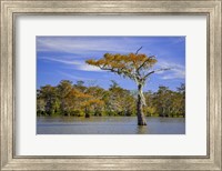 Spirit of the Swamp Fine Art Print