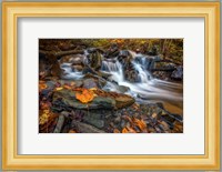 Fallen Leaf in Ricketts Glen Fine Art Print