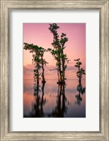 Pink Twilight on Lake Maurepas Fine Art Print