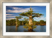 Atchafalaya Afternoon Fine Art Print