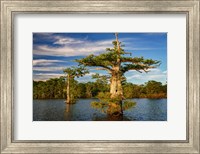 Atchafalaya Afternoon Fine Art Print