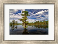 Atchafalaya Afternoon II Fine Art Print