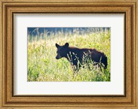 Black Bear Cub Fine Art Print