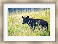 Black Bear Cub Fine Art Print