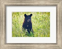 Black Bear Cub In the Sun Fine Art Print
