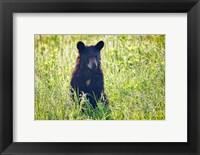 Black Bear Cub In the Sun Fine Art Print