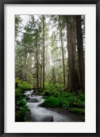 Woodland Cascades Fine Art Print