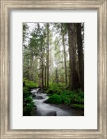 Woodland Cascades Fine Art Print