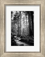 Woodland Cascades B&W Fine Art Print