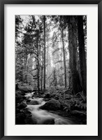Woodland Cascades B&W Fine Art Print