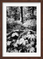The Old Growth Forest Fine Art Print