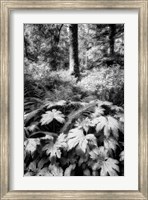 The Old Growth Forest Fine Art Print