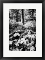 The Old Growth Forest Fine Art Print