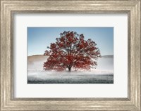 Red Oak in the Mist Fine Art Print